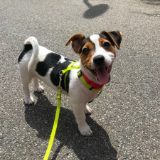 Il Jack Russell di Alessandro
